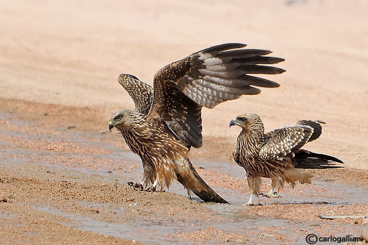 Nibbio bruno - Milvus migrans